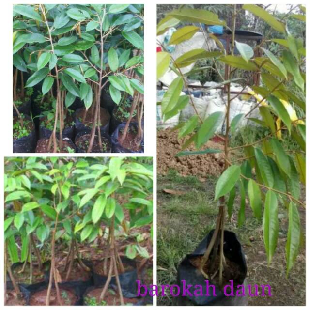 Bibit durian montong merah kaki 3 super jaminan buah