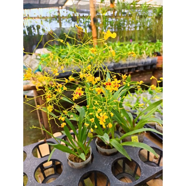 Oncidium Mini golden baby kondisi spike