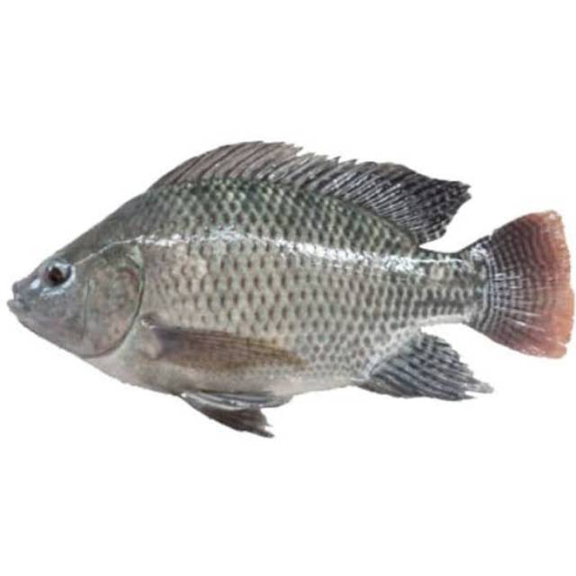 

ikan mujair kemasan