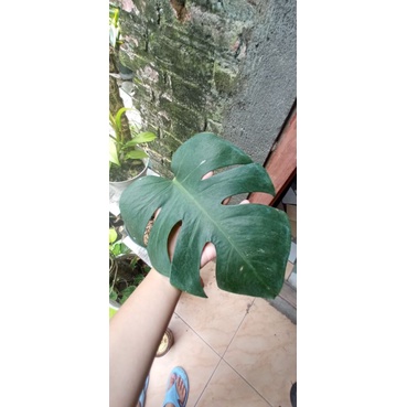 Monstera variegata monvar
