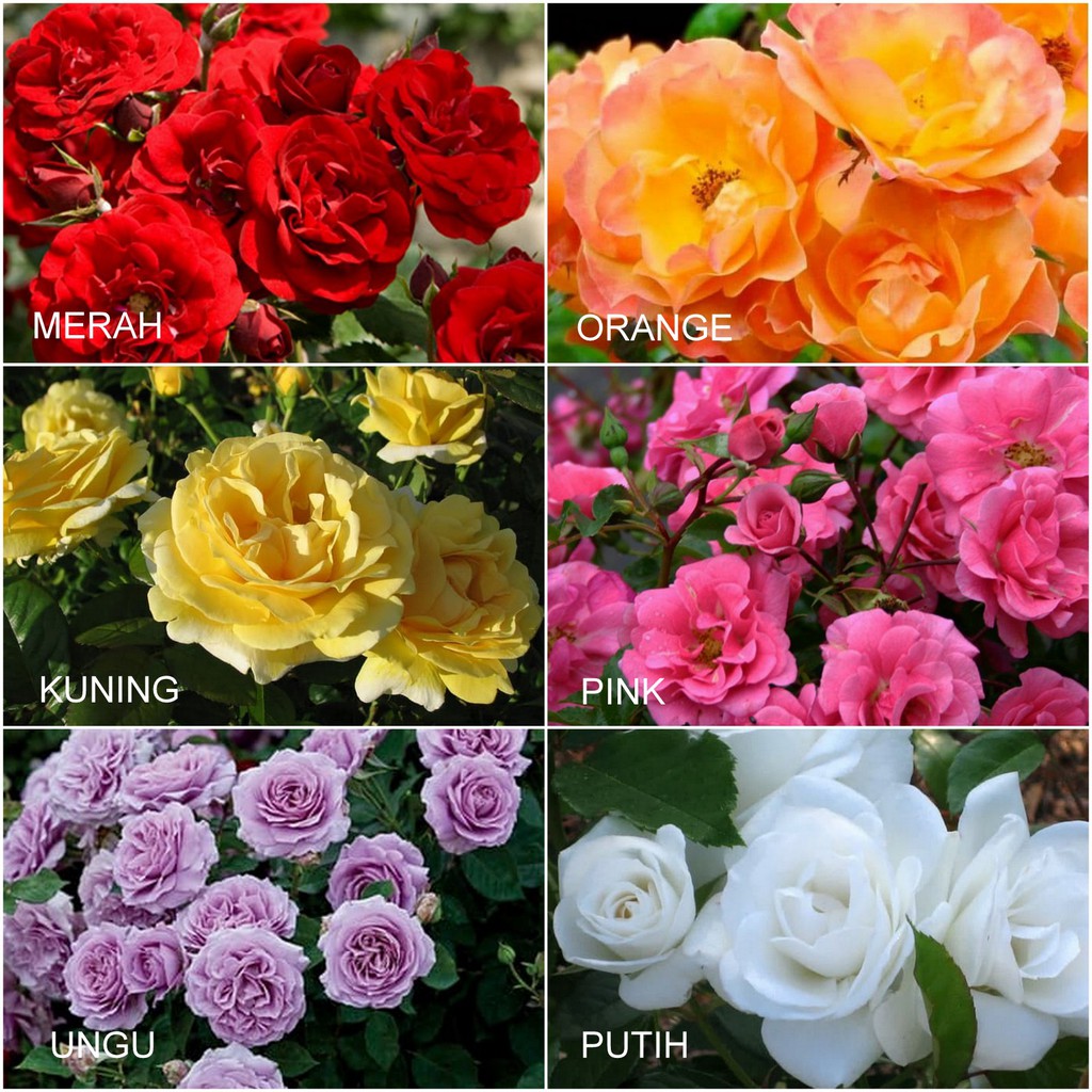 Paket Pohon Mawar Floribunda 10 pohon pilih warna