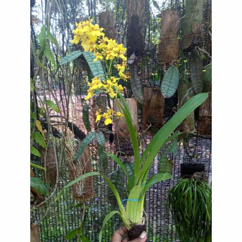 Anggrek oncidium golden shower dewasa