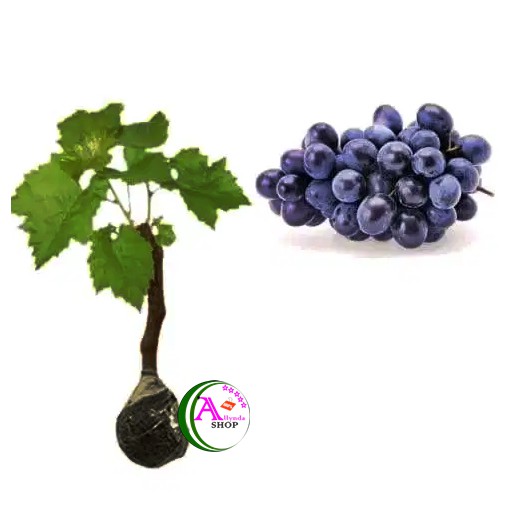 6butir biji benih tanaman buah anggur blanc seedless-1