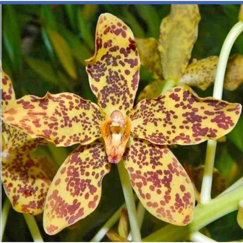 grammatophyllum speciosum
