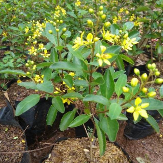 tanaman hias hujan emas-pohon hujan emas