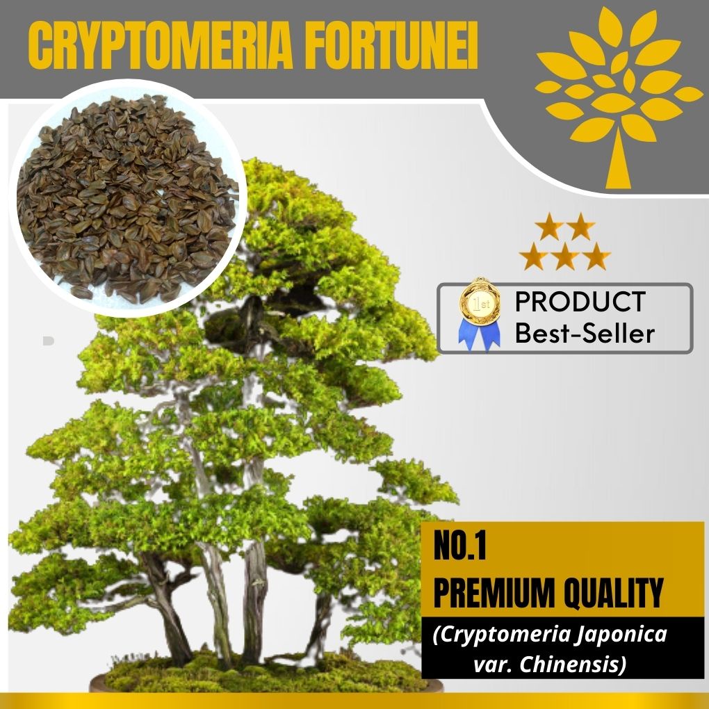 Biji Bonsai Cryptomeria/ Cedar Sinensis Import Langka