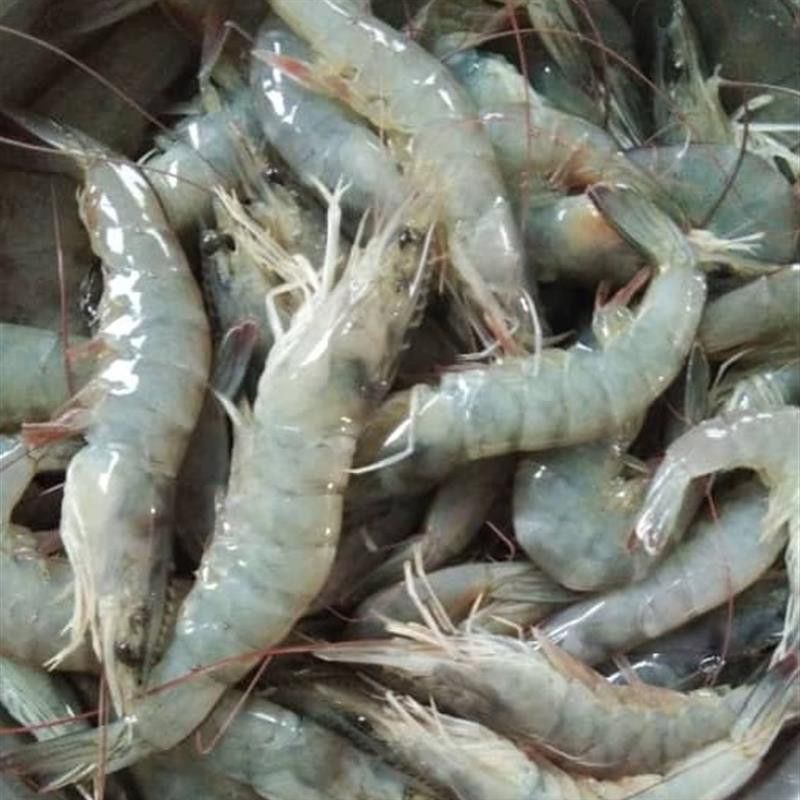 

udang vaname sedang segar