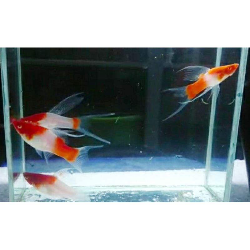 Ikan Hias Ikan Pedang Platy Kohaku Albino Lyertail Swordtail Shopee Indonesia