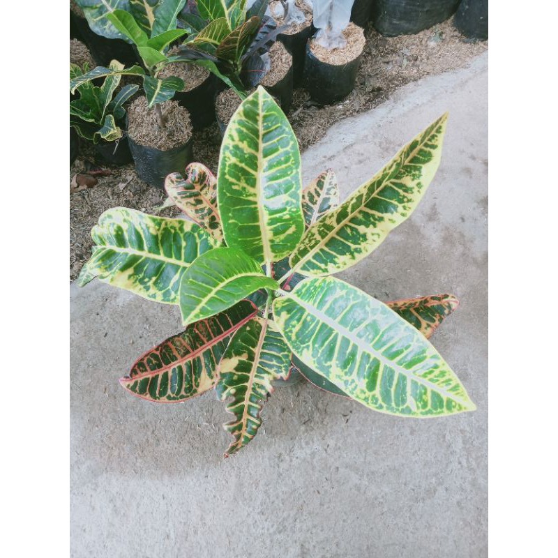 tanaman hias puring Grace pink