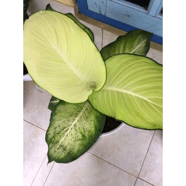 Diven Tisu Bangkok CANTIK MURAH (BISA COD)