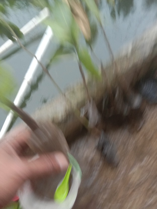 Bibit Durian Montong