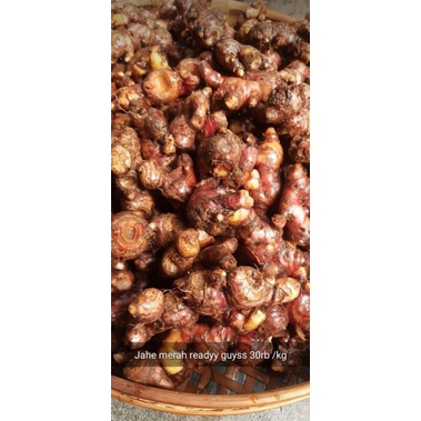 

Jahe Merah Organik 500 gram