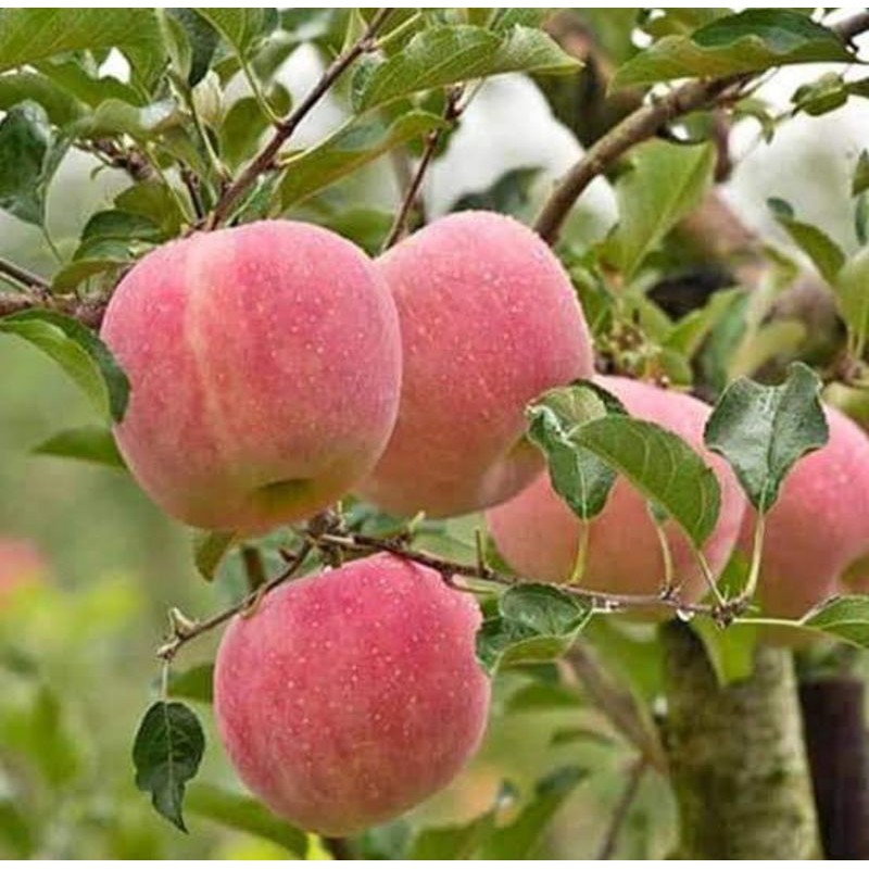 bibit apel fuji berbuah