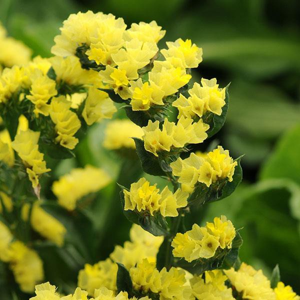 Benih Bibit Biji - Bunga Statice Yellow Kuning (Limonium sinuatum) Flower Seeds - IMPORT