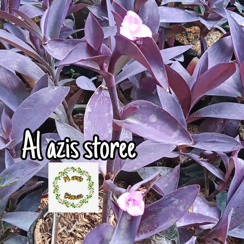 Tanaman Hias Adam Hawa Ungu - Pohon adam hawa ungu