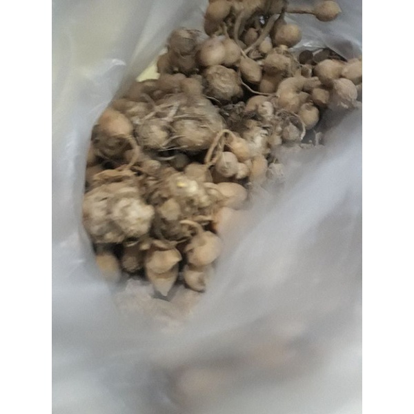 

kunyit putih gombyok segar untuk kanker dan keputihan / ibat jamu pembersih darah