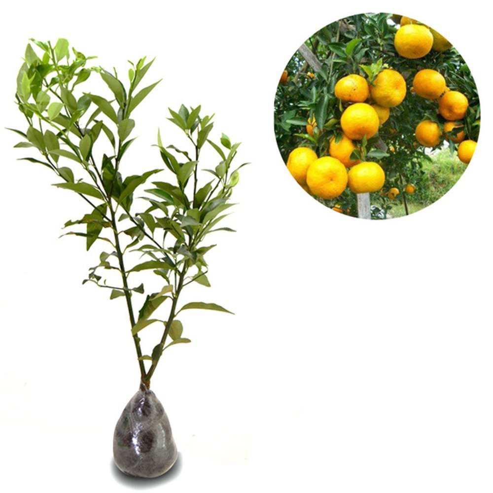 Tanaman Buah Jeruk Keprok Bali Tejakula