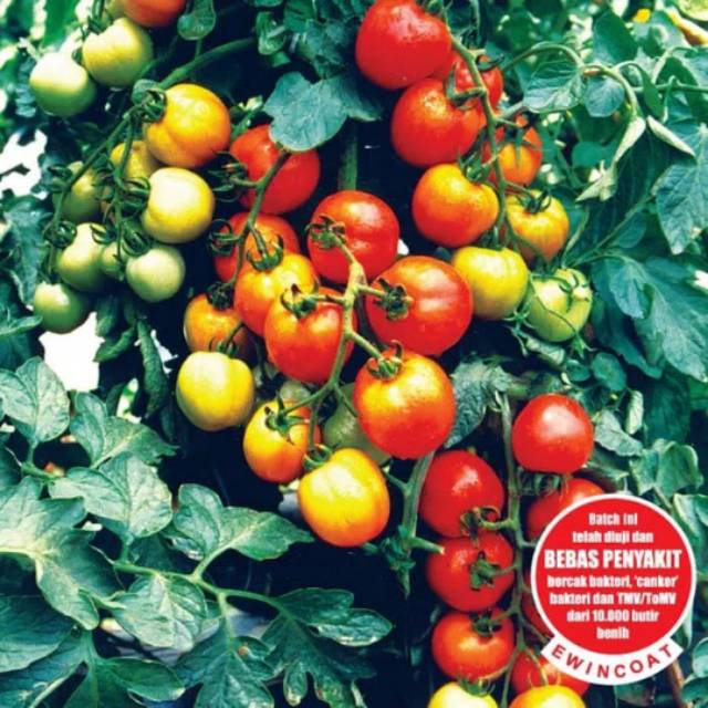 Benih Tomat PERMATA F1 150 benih Panah Merah
