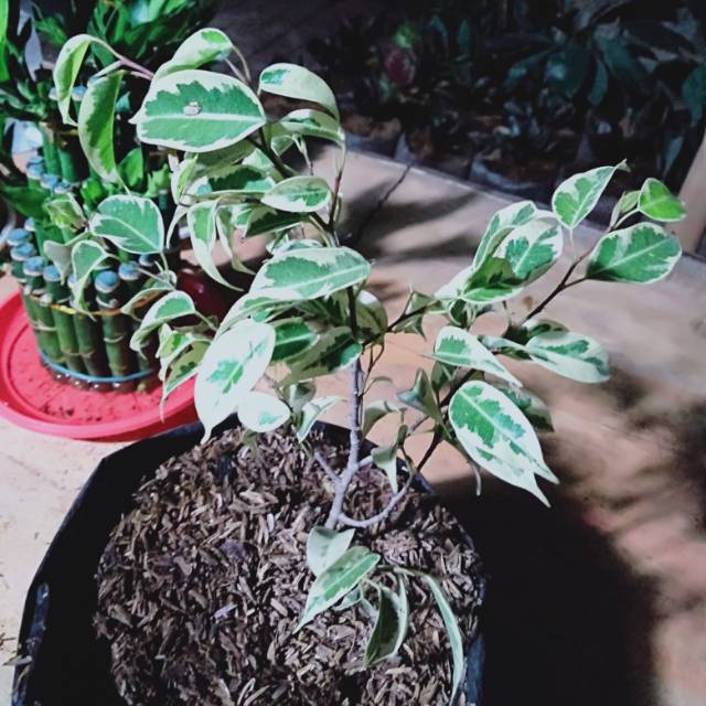 

Beringin putih/bibit bonsai