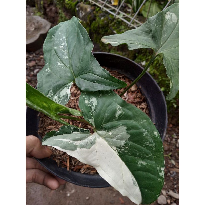 syngonium varigata albo