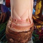 Talas Bogor Besar