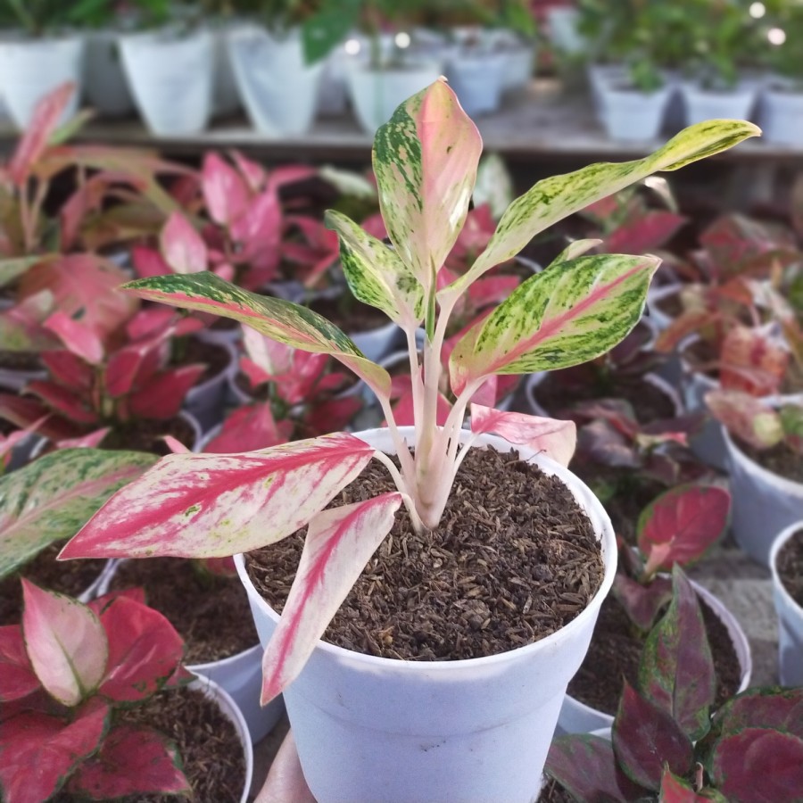 Tanaman Aglonema Golden Sweet