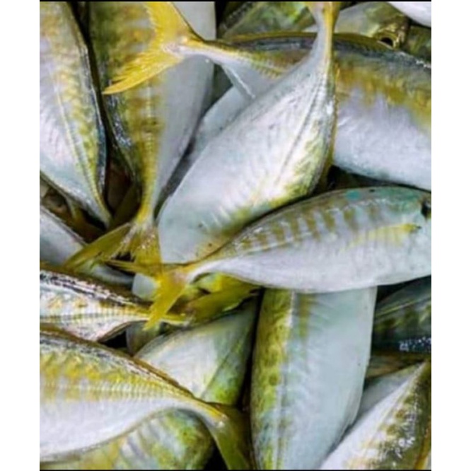 

ikan kembung Como.segar