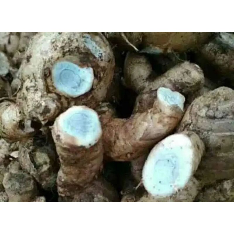 

BumiExotic Temu hitam kunyit hitam koneng hideung herbal 2 kg kualitas super