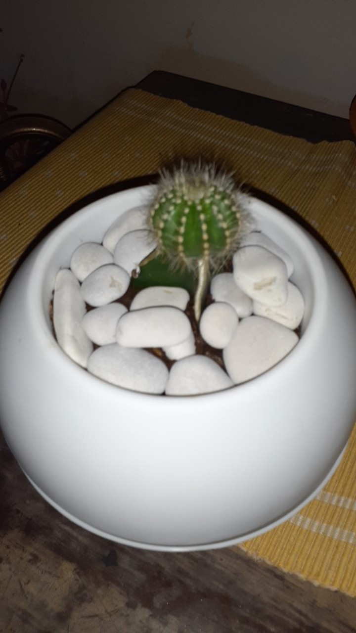 Sukulen Dan Kaktus Mini (ekor Tupai / Bajing / Hildewintera Aureispina)