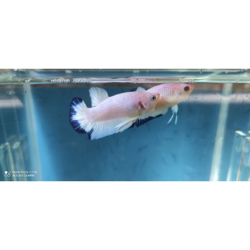 CUPANG BLUE RIM BICOLOR BAHAN GRADE A+