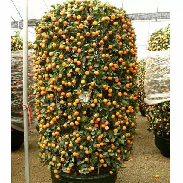 

#promo# PROMO PAKET 2 POHON JERUK SANTANG MADU MANIS #muraaaah#buruaaan