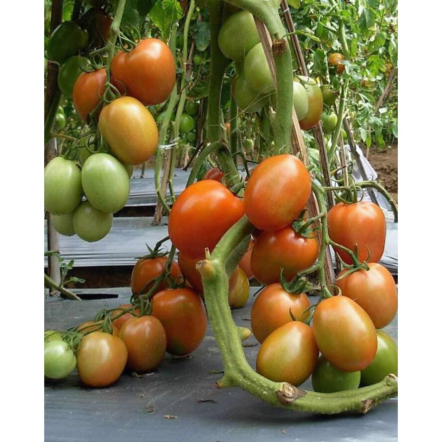 Benih Tomat Unggul TO 244 F1