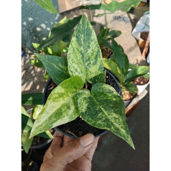 Hokeri varigata polkadot