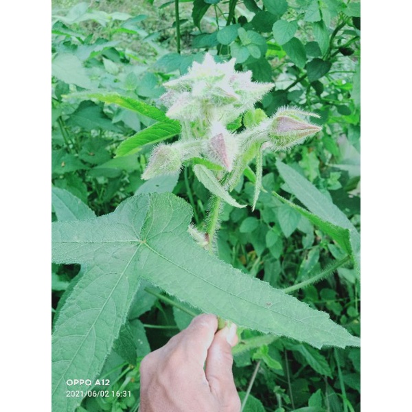 

daun gandapura segar 500 gram