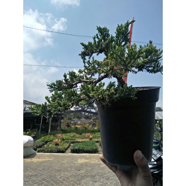 bonsai cemara sinensis  (juniperus chinensis) sudah jadi tinggal pajang cakri kembang
