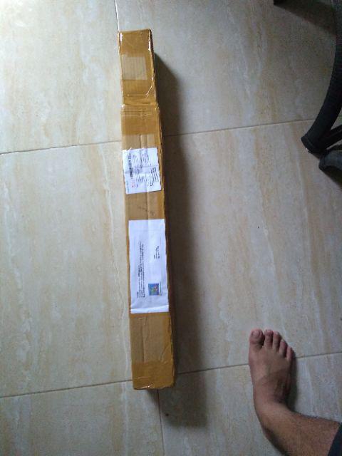 Bibit Tanaman Kelengkeng New Kristal / Wusan (tinggi 40-60 Cm)