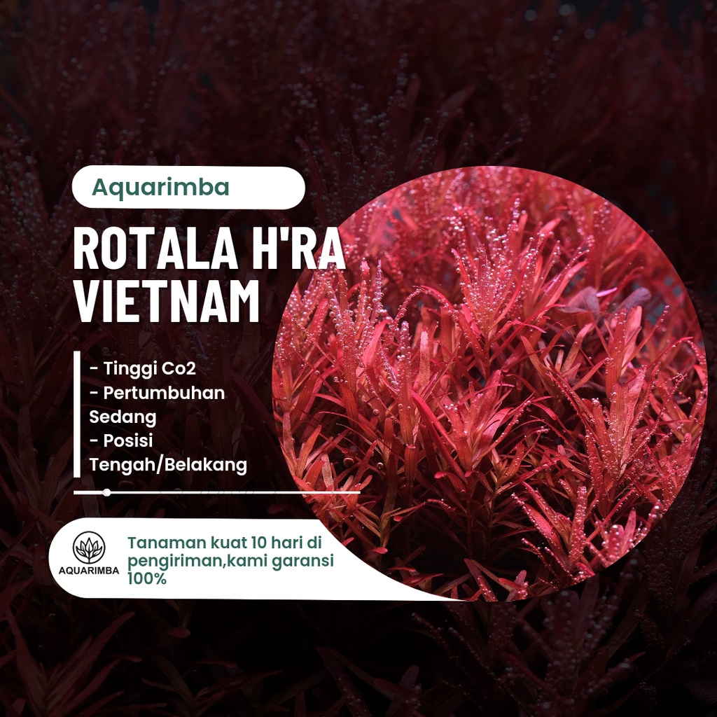 Rotala Hra 20 btg ( tanaman aquascape )