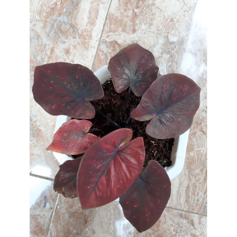 Caladium Dealova