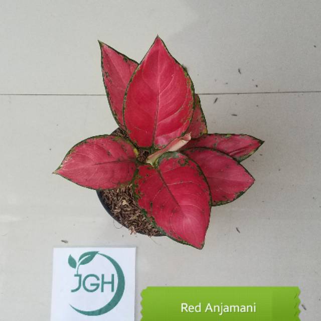 Aglonema Red Anjamani / Red Heart
