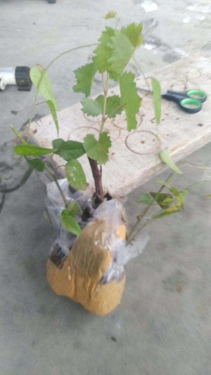 Bibit Tanaman Cincau Bulu Cincau Bulu Rambat