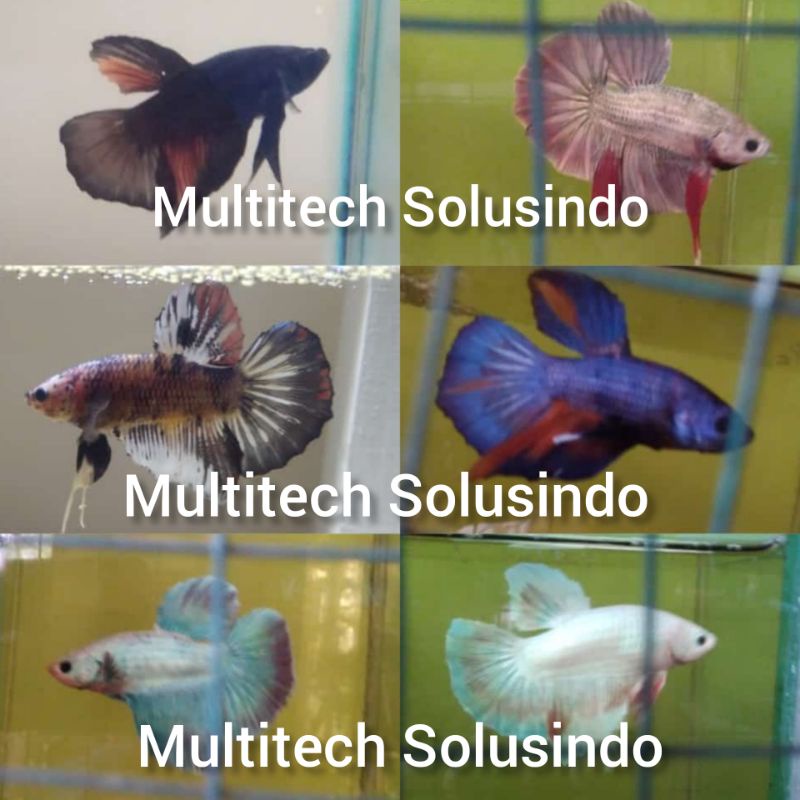 cupang Giant fancy koi marble dragon HMPK SNI real pict