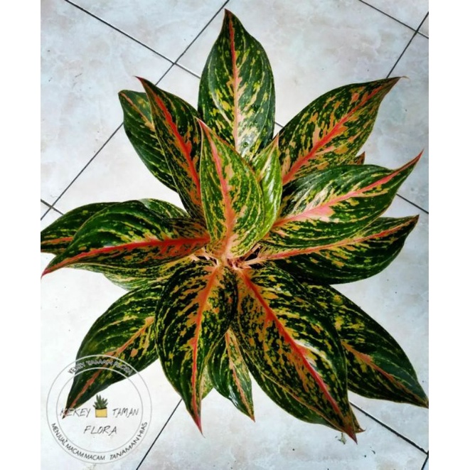 Tanaman Hias Aglonema Butterfly - Aglonema Butterfly - Bunga Aglonema
