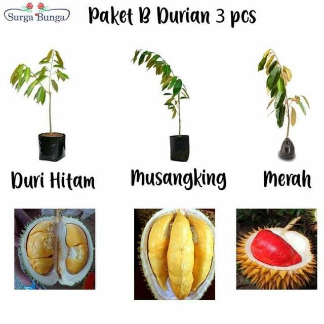 

paket 3 bibit durian musangking (WISATA FLORA)