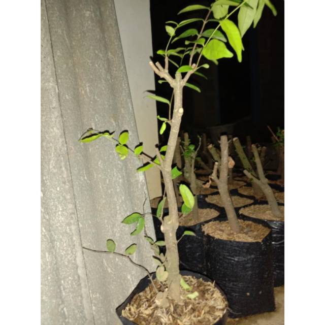 (COD) Bahan Bonsai Anting Putri Berkarakter
