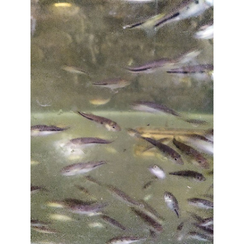 ikan pbass monocolus size 4-5cm