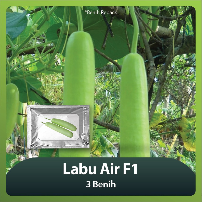 Benih Bibit Labu Air