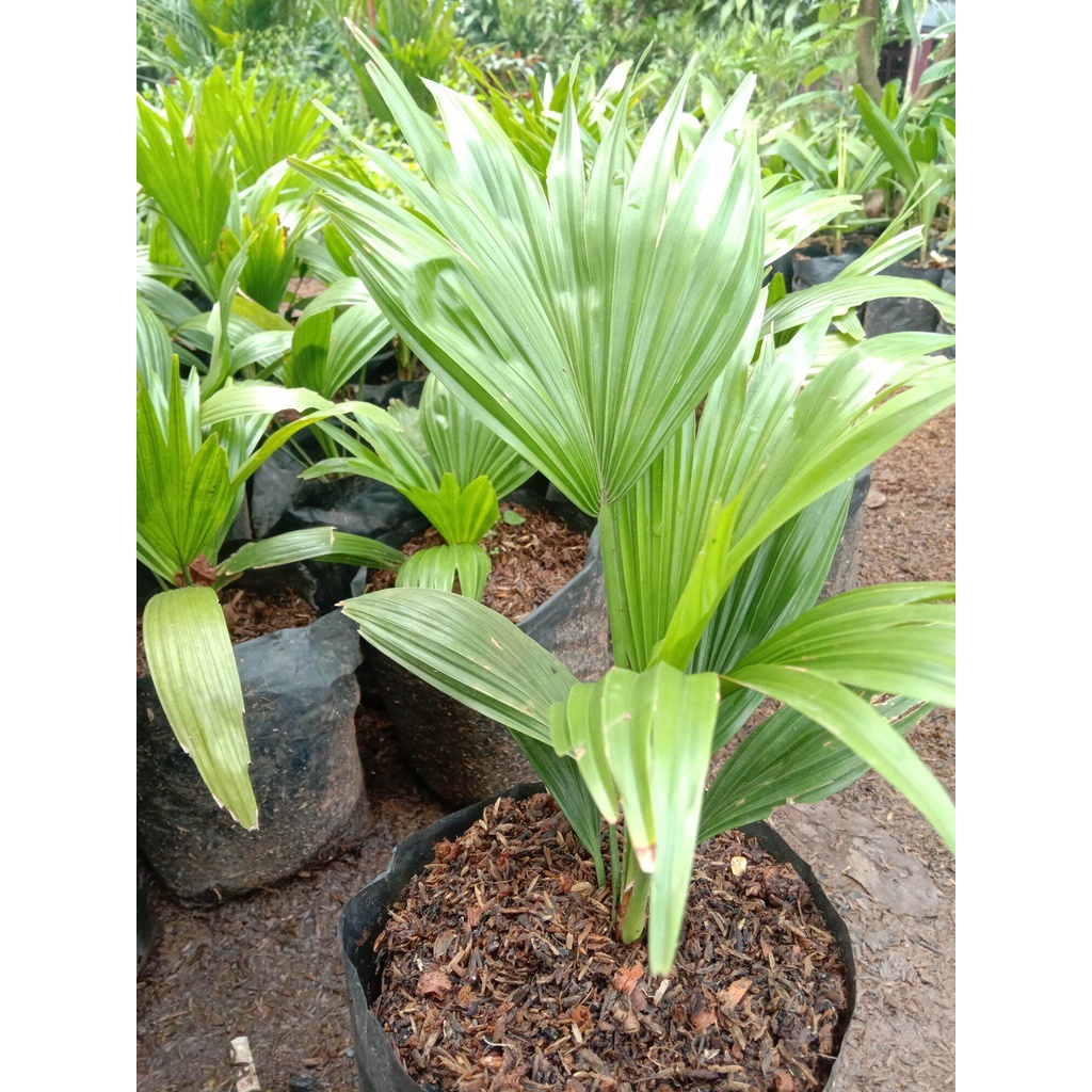 tanaman hias bibit palem kipas/tanaman hias hidup/palem kipas/tanaman hias cantik tanaman hias outdo