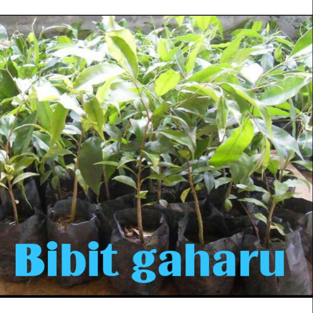 Bibit pohon gaharu