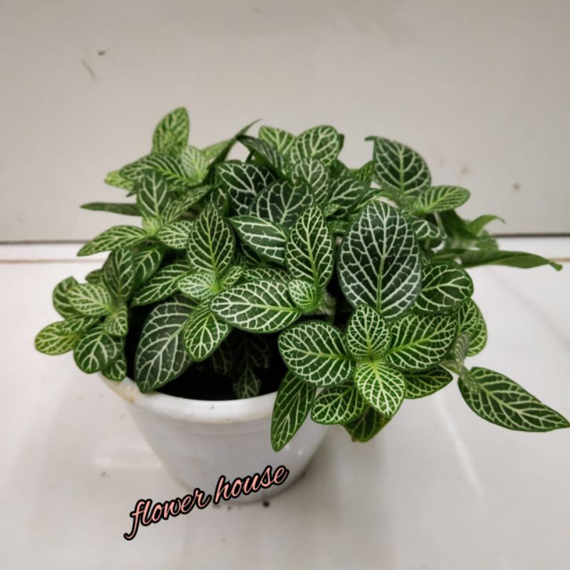 Tanaman Hias Fittonia White