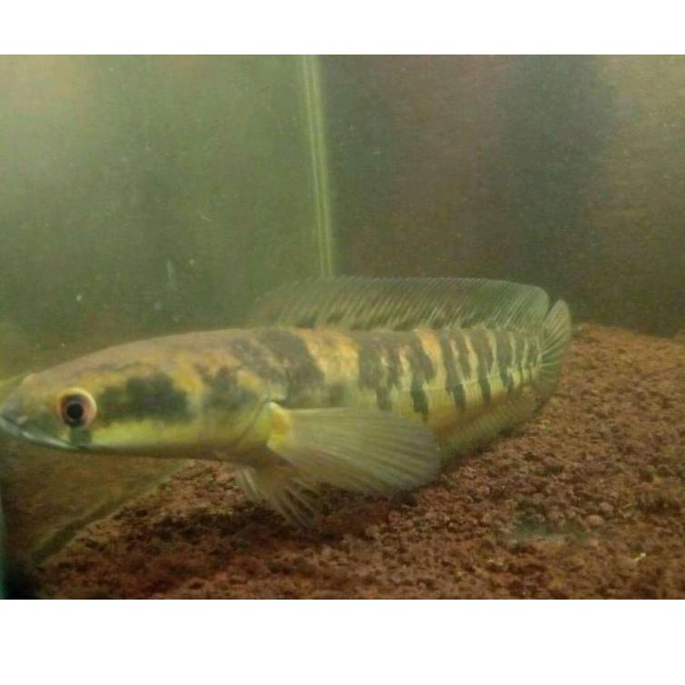[PROMO EPG84] ikan chana maru yellow Sz 15-17 cm Chana gede Readystock